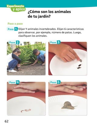 ¿Cómo son los animales
de tu jardín?
Paso a paso
Paso 1 Elijan 4 animales invertebrados. Elijan 6 características
para observar, por ejemplo, número de patas. Luego,
clasifiquen los animales.
Paso 3
Paso 5
Paso 2
Paso 4
y aplico
Experimento
62
 