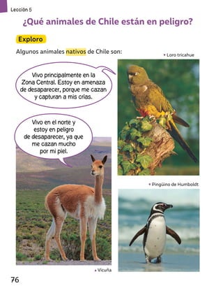 ¿Qué animales de Chile están en peligro?
Exploro
Algunos animales nativos de Chile son:
Vivo en el norte y
estoy en peligro
de desaparecer, ya que
me cazan mucho
por mi piel.
Vivo principalmente en la
Zona Central. Estoy en amenaza
de desaparecer, porque me cazan
y capturan a mis crías.
Pingüino de Humboldt
Vicuña
Loro tricahue
Lección 5
76
 