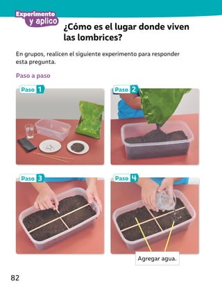 ¿Cómo es el lugar donde viven
las lombrices?
En grupos, realicen el siguiente experimento para responder
esta pregunta.
Paso a paso
Paso 2
Paso 4
Paso 1
Paso 3
Agregar agua.
y aplico
Experimento
82
 