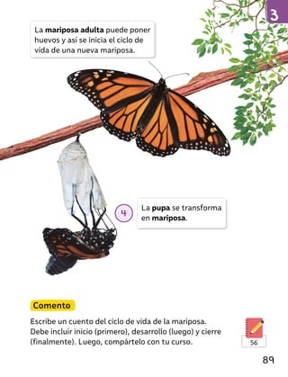 Comento
Escribe un cuento del ciclo de vida de la mariposa.
Debe incluir inicio (primero), desarrollo (luego) y cierre
(finalmente). Luego, compártelo con tu curso. 56
La pupa se transforma
en mariposa.
La mariposa adulta puede poner
huevos y así se inicia el ciclo de
vida de una nueva mariposa.
4
89
 