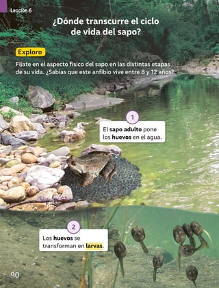 ¿Dónde transcurre el ciclo
de vida del sapo?
Exploro
Fíjate en el aspecto físico del sapo en las distintas etapas
de su vida. ¿Sabías que este anfibio vive entre 8 y 12 años?
Los huevos se
transforman en larvas.
2
El sapo adulto pone
los huevos en el agua.
1
Lección 6
90
 