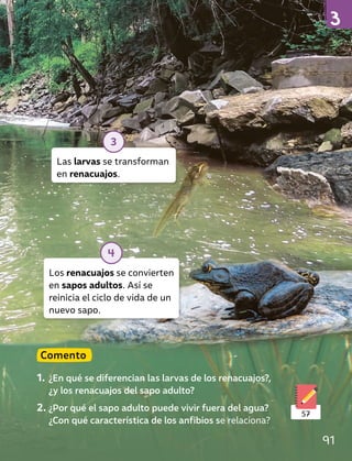 Comento
1. ¿En qué se diferencian las larvas de los renacuajos?,
¿y los renacuajos del sapo adulto?
2. ¿Por qué el sapo adulto puede vivir fuera del agua?
¿Con qué característica de los anfibios se relaciona?
57
Los renacuajos se convierten
en sapos adultos. Así se
reinicia el ciclo de vida de un
nuevo sapo.
4
Las larvas se transforman
en renacuajos.
3
91
 