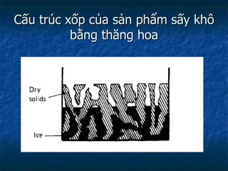 Cấu trúc xốp của sản phẩm sấy khô bằng thăng hoa 