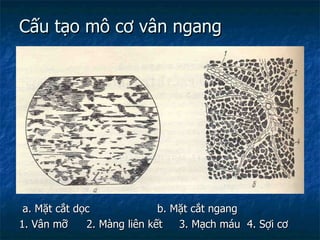 Cấu tạo mô cơ vân ngang a. Mặt cắt dọc   b. Mặt cắt ngang 1. Vân mỡ   2. Màng liên kết  3. Mạch máu  4. Sợi cơ 