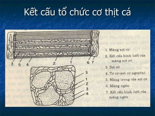 Kết cấu tổ chức cơ thịt cá 