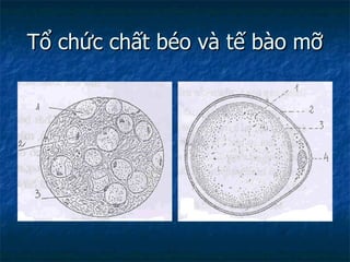 Tổ chức chất béo và tế bào mỡ 