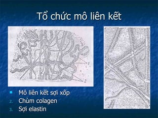 Tổ chức mô liên kết Mô liên kết sợi xốp Chùm colagen Sợi elastin 