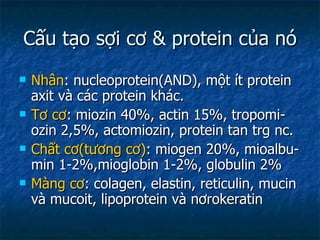 Cấu tạo sợi cơ & protein của nó Nhân : nucleoprotein(AND), một ít protein axit và các protein khác. Tơ cơ : miozin 40%, actin 15%, tropomi- ozin 2,5%, actomiozin, protein tan trg nc. Chất cơ(tương cơ) : miogen 20%, mioalbu- min 1-2%,mioglobin 1-2%, globulin 2% Màng cơ : colagen, elastin, reticulin, mucin và mucoit, lipoprotein và nơrokeratin 