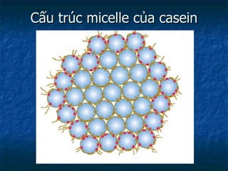 Cấu trúc micelle của casein 