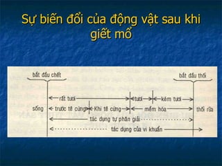 Sự biến đổi của động vật sau khi giết mổ 