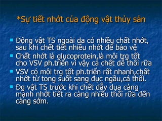 *Sự tiết nhớt của động vật thủy sản Động vật TS ngoài da có nhiều chất nhớt, sau khi chết tiết nhiều nhớt để bảo vệ Chất nhớt là glucoprotein,là môi trg tốt cho VSV ph.triển vì vậy cá chết dễ thối rữa VSV có môi trg tốt ph.triển rất nhanh,chất nhớt từ tong suốt sang đục ngầu,cá thối. Đg vật TS trước khi chết dẫy dụa càng mạnh nhớt tiết ra càng nhiều thối rữa đến càng sớm . 