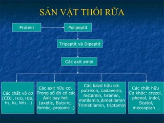 SẢN VẬT THỐI RỮA Protein Polipeptit Tripeptit và Dipeptit Các axit amin Các chất vô cơ (CO 2  , H 2 O, H 2 S, H 2 , N 2 , NH 3  …) Các axit hữu cơ,  Trong số đó có các Axit bay hơi  (axetic, Butyric,  formic, proionic…) Các bazơ hữu cơ: putrexin, cadaverin, histamin, tiramin, metilamin,dimetilamin Trimetilamin, triptamin Các chất hữu  Cơ khác: crezol,  phenol, indol,  Scatol, meccaptan … 