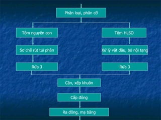 Phân loại, phân cỡ Tôm nguyên con Sơ chế rút túi phân Rửa 3 Tôm HLSO Xử lý vặt đầu, bỏ nội tạng Rửa 3 Cân, xếp khuôn Cấp đông Ra đông, mạ băng 