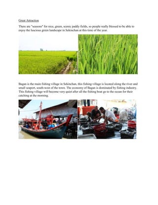 Great Attraction
There are "seasons" for nice, green, scenic paddy fields, so people really blessed to be able to
enjoy the luscious green landscape in Sekinchan at this time of the year.

Bagan is the main fishing village in Sekinchan, this fishing village is located along the river and
small seaport, south-west of the town. The economy of Bagan is dominated by fishing industry.
This fishing village will become very quiet after all the fishing boat go to the ocean for their
catching at the morning.

 