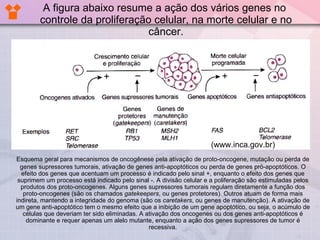 A figura abaixo resume a ação dos vários genes no controle da proliferação celular, na morte celular e no câncer. (www.inca.gov.br) Esquema geral para mecanismos de oncogênese pela ativação de proto-oncogene, mutação ou perda de genes supressores tumorais, ativação de genes anti-apoptóticos ou perda de genes pró-apoptóticos. O efeito dos genes que acentuam um processo é indicado pelo sinal +, enquanto o efeito dos genes que suprimem um processo está indicado pelo sinal -. A divisão celular e a poliferação são estimuladas pelos produtos dos proto-oncogenes. Alguns genes supressores tumorais regulam diretamente a função dos proto-oncogenes (são os chamados  gatekeepers , ou genes protetores). Outros atuam de forma mais indireta, mantendo a integridade do genoma (são os  caretakers , ou genes de manutenção). A ativação de um gene anti-apoptótico tem o mesmo efeito que a inibição de um gene apoptótico, ou seja, o acúmulo de células que deveriam ter sido eliminadas. A ativação dos oncogenes ou dos genes anti-apoptóticos é dominante e requer apenas um alelo mutante, enquanto a ação dos genes supressores de tumor é recessiva. 