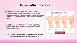• Etapa III: El tumor mide de 2 a 5 cm y/o se ha
extendido a los ganglios que están en la axila o
cerca del seno, el índice de supervivencia se reduce
al 56%; o se ha extendido a otros tejidos cerca del
seno.
• Etapa IV: El tumor ha invadido otros órganos y
tejidos del cuerpo, como los pulmones, hígado,
huesos y cerebro.
• El 70% de los casos de cáncer de seno este se
llega a diagnosticar en las etapas III y IV.
Desarrollo del cáncer
 