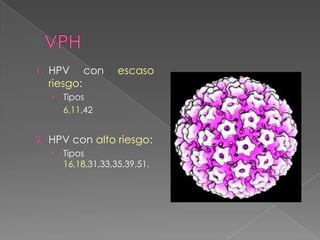 1. HPV      con   escaso
  riesgo:
    Tipos
     6,11,42


2. HPV con alto riesgo:
    Tipos
     16,18,31,33,35,39,51.
 