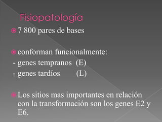 7   800 pares de bases

 conforman  funcionalmente:
- genes tempranos (E)
- genes tardíos    (L)

 Lossitios mas importantes en relación
 con la transformación son los genes E2 y
 E6.
 