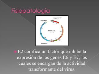  E2 codifica un factor que inhibe la
 expresión de los genes E6 y E7, los
  cuales se encargan de la actividad
       transformante del virus.
 