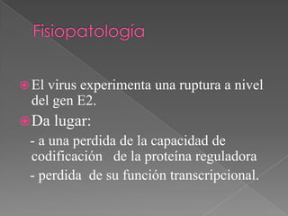  Elvirus experimenta una ruptura a nivel
 del gen E2.
 Da   lugar:
 - a una perdida de la capacidad de
 codificación de la proteína reguladora
 - perdida de su función transcripcional.
 
