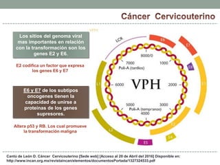 Cantú de León D. Cáncer Cervicouterino [Sede web] [Acceso al 20 de Abril del 2016] Disponible en:
http://www.incan.org.mx/revistaincan/elementos/documentosPortada/1327324533.pdf
Los sitios del genoma viral
mas importantes en relación
con la transformación son los
genes E2 y E6.
E2 codifica un factor que expresa
los genes E6 y E7
E6 y E7 de los subtipos
oncogenes tienen la
capacidad de unirse a
proteínas de los genes
supresores.
Altera p53 y RB. Los cual promueve
la transformación maligna
 