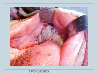 FAVERO E 2005
 
