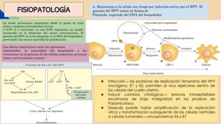 FISIOPATOLOGÍA
A. Representa a la célula con riesgo por infección activa por el HPV. El
genoma del HPV existe en forma de
Plásmido, separado del DNA del hospedador
Los efectos interactivos entre las agresiones
ambientales, la inmunidad del hospedador y las
variaciones en el genoma de las células somáticas provocan
cáncer cervicouterino invasor
La lesión preinvasora importante desde el punto de vista
clínico, neoplasia intraepitelial cervical
3 (CIN 3) o carcinoma in situ (CIS) representa un estadio
intermedio en la formación del cáncer cervicouterino. El
genoma del HPV ya se ha integrado en el DNA del hospedador,
provocando una mayor capacidad de proliferación.
★ Infección→ las proteínas de replicación temprana del HPV
oncógeno, E1 y E2, permiten al virus replicarse dentro de
las células del cuello uterino.
★ Inducir cambios citológicos→ lesiones intraepiteliales
escamosas de baja malignidad en las pruebas de
Papanicolaou.
★ Después puede haber amplificación de la replicación
vírica y transformación subsiguiente de las células normales
a células tumorales→ oncoproteínas E6 y E7
 
