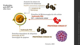 PROTEÍNAS VIRAIS E6
PROTEÍNAS VIRAIS E7
Inativação PRb
Inativação P53
Proteólise dependente de ubiquitina
Interrupção da apoptose
Diminuição da P53
Proteólise de Rb/interrupção do ciclo celular
E6
+ receptores da
Telomerase
Aumento do número de
receptores da telomerase
Impede senescência replicativa
E2F – crescimento celular
Carneiro, 2003
Produzidas
pelo HPV de
alto risco
carolinereisg@gmail.comCâncerdeColouterino–CarolineReisGonçalves
 