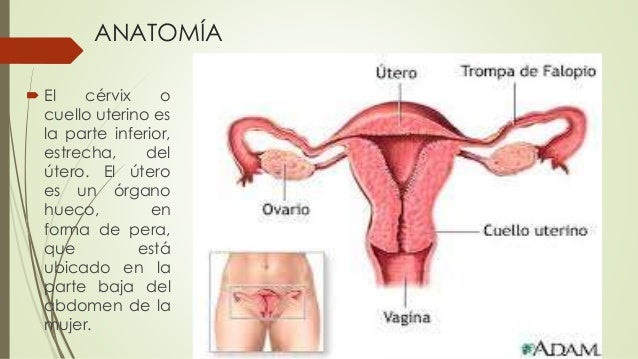 C ncer Definici n