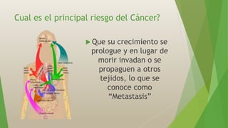 Cual es el principal riesgo del Cáncer?
 Que su crecimiento se
prologue y en lugar de
morir invadan o se
propaguen a otros
tejidos, lo que se
conoce como
“Metastasis”
 