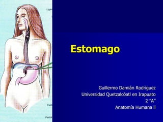 Estomago

Guillermo Damián Rodríguez
Universidad Quetzalcóatl en Irapuato
2 ”A”
Anatomía Humana ll

 