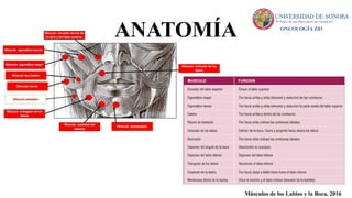 EPIDEMIOLOGÍA Y GENERALIDADES DE CÁNCER DE LABIO | PPTX