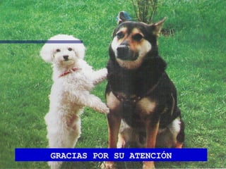 GRACIAS POR SU ATENCIÓN 