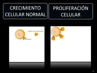 CRECIMIENTO CELULAR NORMAL PROLIFERACIÓN CELULAR 10