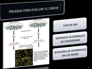 PRUEBAS PARA EVALUAR EL CÁNCER19