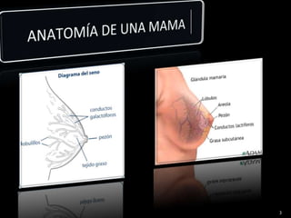 ANATOMÍA DE UNA MAMA 3
