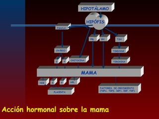 PE
Acción hormonal sobre la mama
HIPOTÁLAMO
HIPÓFIS
EFSH/LH
PRL GH TSH
OVÁRIO TIREOIDE
TIROXINA
MAMA
HPL
PLACENTA
FACTORES DE CRECIMIENTO
(TGFα. TGFβ, IGF1, EGF, FGF)
E P
OXITOCINA
HCG
 