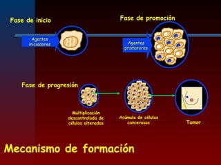 Mecanismo de formación
Fase de progresión
Agentes
promotores
Fase de inicio
Agentes
iniciadores
Fase de promoción
Multiplicación
descontrolada de
células alteradas
Acúmulo de células
cancerosas Tumor
 