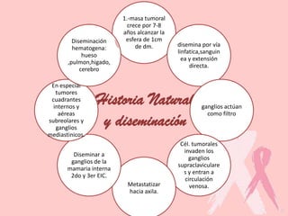 Historia Natural
y diseminación
1.-masa tumoral
crece por 7-8
años alcanzar la
esfera de 1cm
de dm. disemina por vía
linfatica,sanguin
ea y extensión
directa.
ganglios actúan
como filtro
Cél. tumorales
invaden los
ganglios
supraclaviculare
s y entran a
circulación
venosa.Metastatizar
hacia axila.
Diseminar a
ganglios de la
mamaria interna
2do y 3er EIC.
En especial
tumores
cuadrantes
internos y
aéreas
subreolares y
ganglios
mediastinicos.
Diseminación
hematogena:
hueso
,pulmon,higado,
cerebro
 