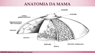 ANATOMIA DA MAMA 
FONTE: Manual do Ministério da Saúde 
11  