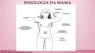 FISIOLOGIA DA MAMA 
FONTE: Manual do Ministério da Saúde 
12  