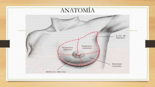 ANATOMÍA
 