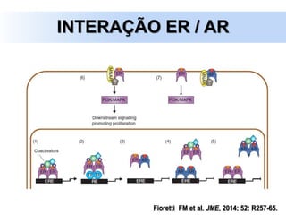 INTERAÇÃO ER / AR
Fioretti FM et al. JME, 2014; 52: R257-65.
 