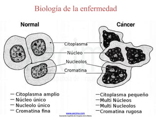 Biología de la enfermedad
www.aecima.com
Asociación Española de Cirujanos de la Mama
 