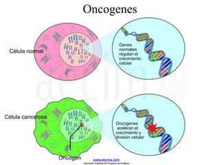 Oncogenes
Oncogen
Oncogenes
aceleran el
crecimiento y
división celular
Célula cancerosa
Célula normal
Genes
normales
regulan el
crecimiento
celular
www.aecima.com
Asociación Española de Cirujanos de la Mama
 