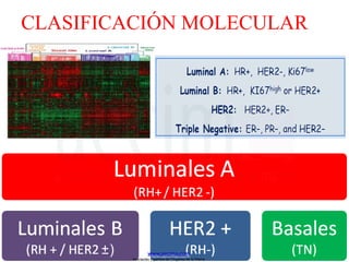 CLASIFICACIÓN MOLECULAR
www.aecima.com
Asociación Española de Cirujanos de la Mama
 