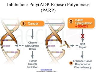 Inhibición: Poly(ADP-Ribose) Polymerase
(PARP)A key regulator of DNA damage repair processes
www.aecima.com
Asociación Española de Cirujanos de la Mama
 