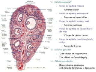  Epitelio gonadal*
o Restos de epitelio tubario
• Tumores serosos
o Restos de epitelio endometrial
• Tumores endometrioides
o Restos de epitelio endocervical
• Tumores mucinosos
o Restos de epitelio de los conductos
de Wolf
• Cáncer de células claras
o Restos de epitelio transicional de la
vejiga
• Tumor de Brenner
 Estroma gonadal
o T. de células de la granulosa
o T.de células de Sertoli-Leydig
 Células germinales
o Disgerminoma, carcinoma
embrionario, teratomas, t. dermoides
 