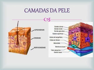 
EPIDERME
DERME
HIPODERME
 