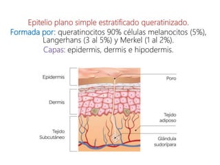 Epitelio plano simple estratificado queratinizado.
Formada por: queratinocitos 90% células melanocitos (5%),
Langerhans (3 al 5%) y Merkel (1 al 2%).
Capas: epidermis, dermis e hipodermis.
 